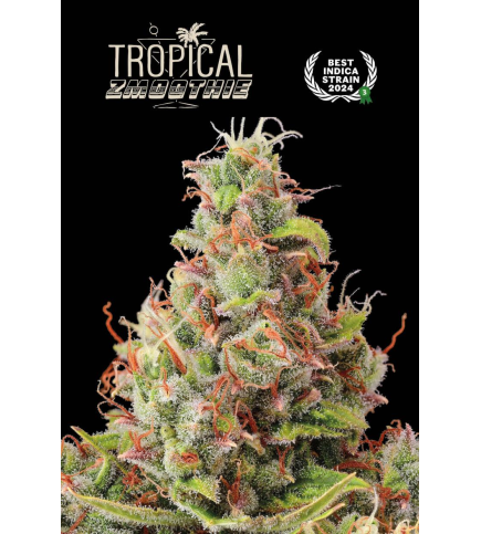 Tropical Zmoothie© Auto