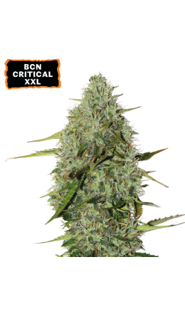 ▷BCN Critical XXL Auto