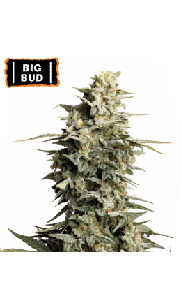 ▷Big Bud Fem Zaadje → 【 zaadjestockers Oficial 】