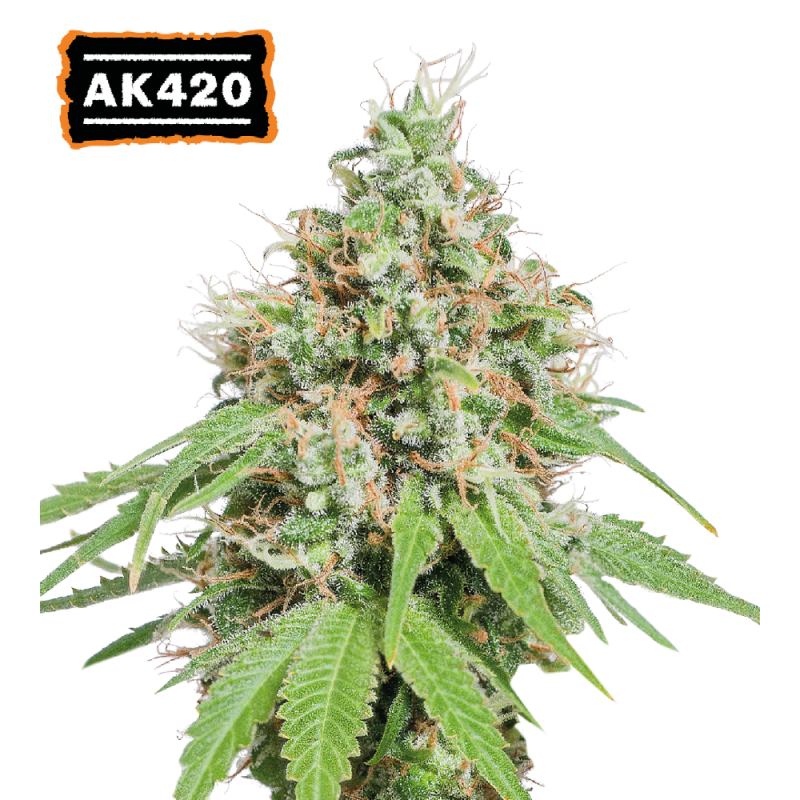 ▷AK420 Fem Zaadje → 【 zaadjestockers Oficial 】