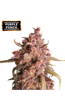 ▷Purple Punch AutoZaadje → 【 zaadjestockers Oficial 】