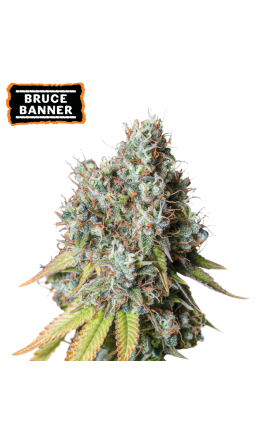 Bruce Banner Auto