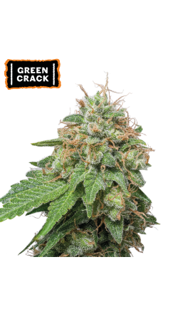 ▷ Bestel wietzaadjes Green Crack Autoflower☘️ 【Seedstockers Official】USA Collection