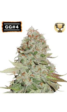 GG4© Fem