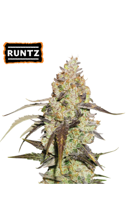 Runtz Fem