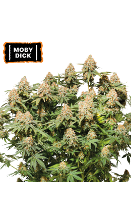 Moby Dick Fem