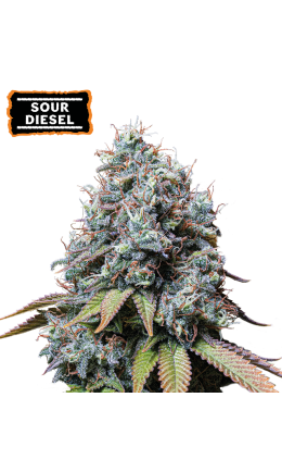 Sour Diesel Fem