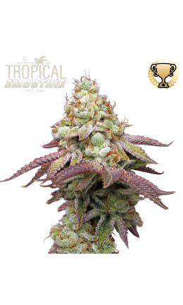 Tropical Zmoothie© Fem