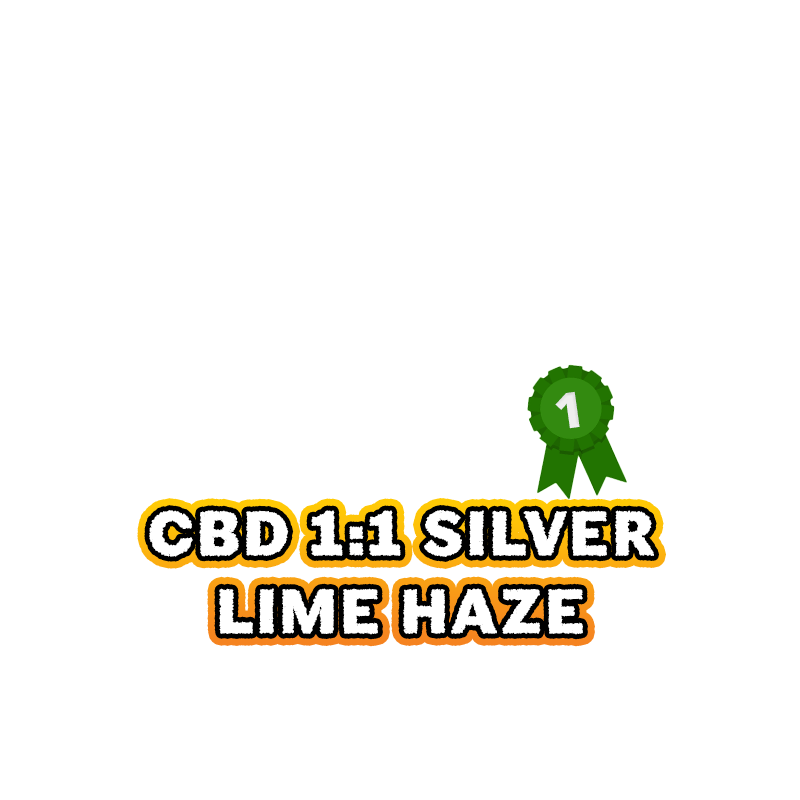 2023-best-cbd-strain-silver-lime-haze-auto